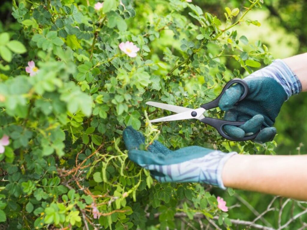 Tree Pruning Services