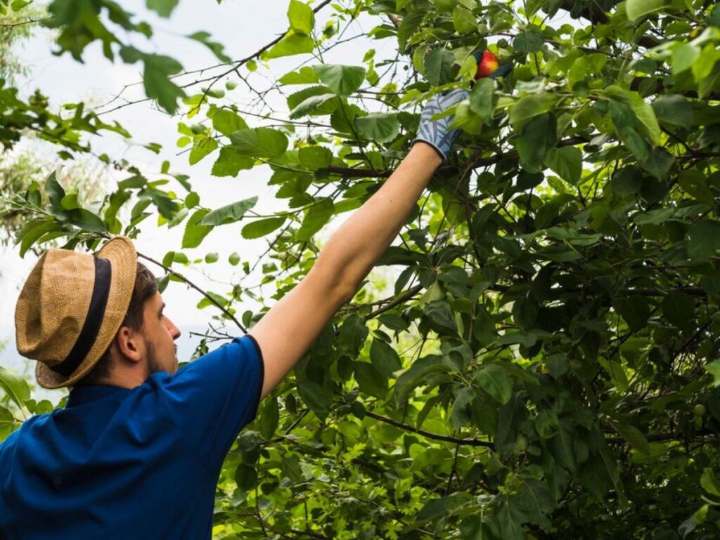 Tree Pruning Services