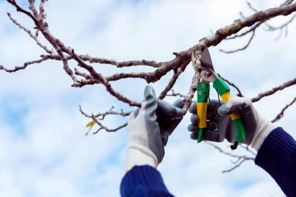 tree pruning eastern suburbs