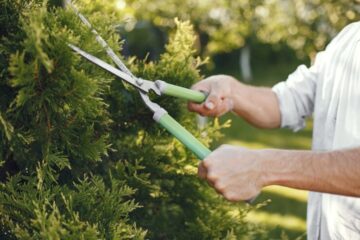 Tree Pruning Services