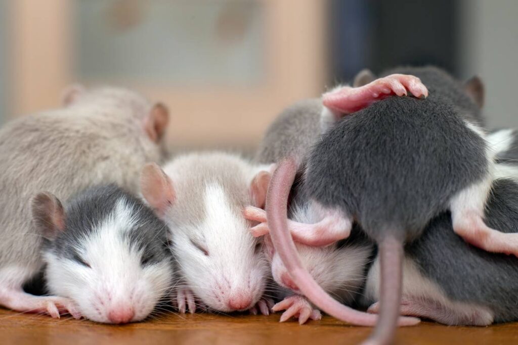 Rat Removal Sydney: How to Identify the Telltale Signs