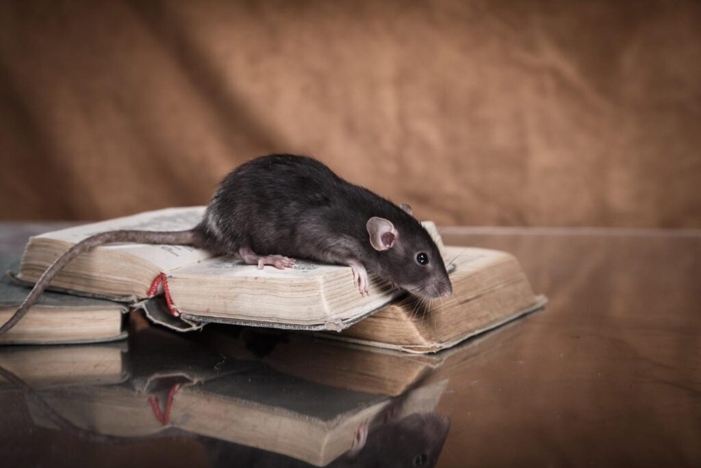 Expert Q&A: Ask a Rat Exterminator Sydney Anything