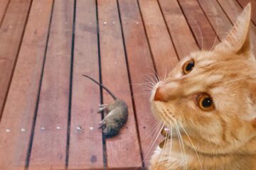 Expert Q&A: Ask a Rat Exterminator Sydney Anything