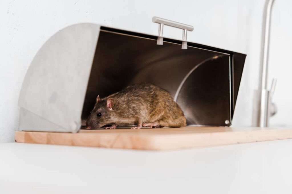 Expert Q&A: Ask a Rat Exterminator Sydney Anything