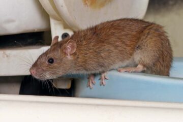 Rat Removal Sydney: How to Identify the Telltale Signs